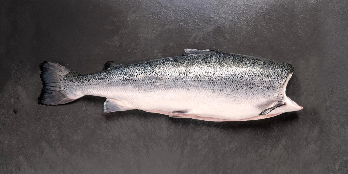 SALMON C/CABEZA  CHILENO