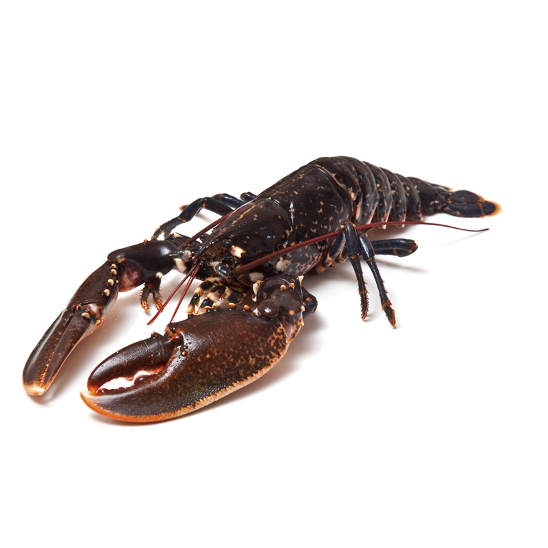 BOGAVANTES CONGELADOS