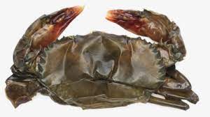 Soft Shell Crab