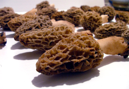 Colmenillas Deshidratadas