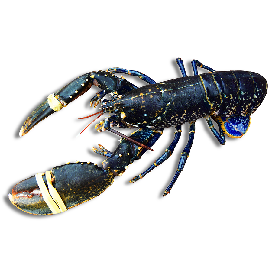 Bogabante Azul 500 gr