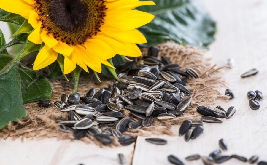 Semillas Girasol Panificacion