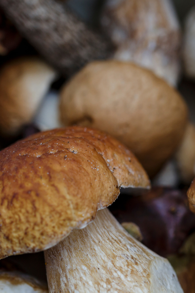 Esencia de Boletus