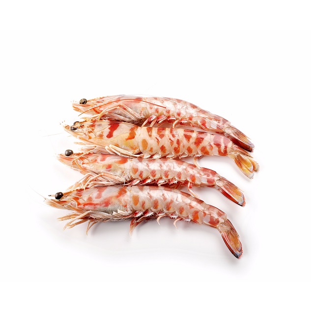 Langostino Tigre