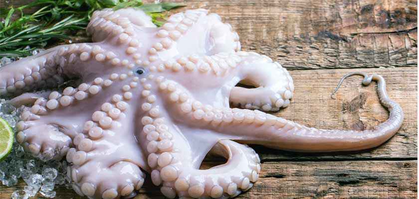 Pulpo Gallego sin Cocer de 1 libra