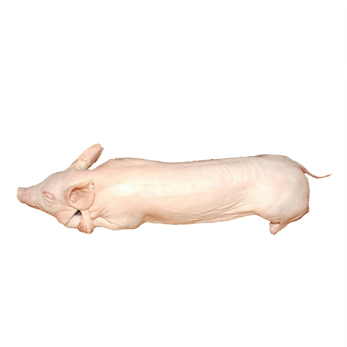 CERDITO PEQUENO