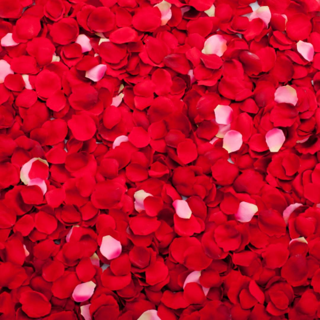 Petalos de Rosa Roja